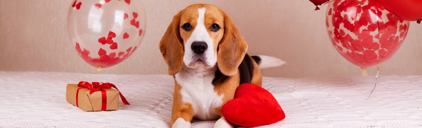 chien-saint-valentin