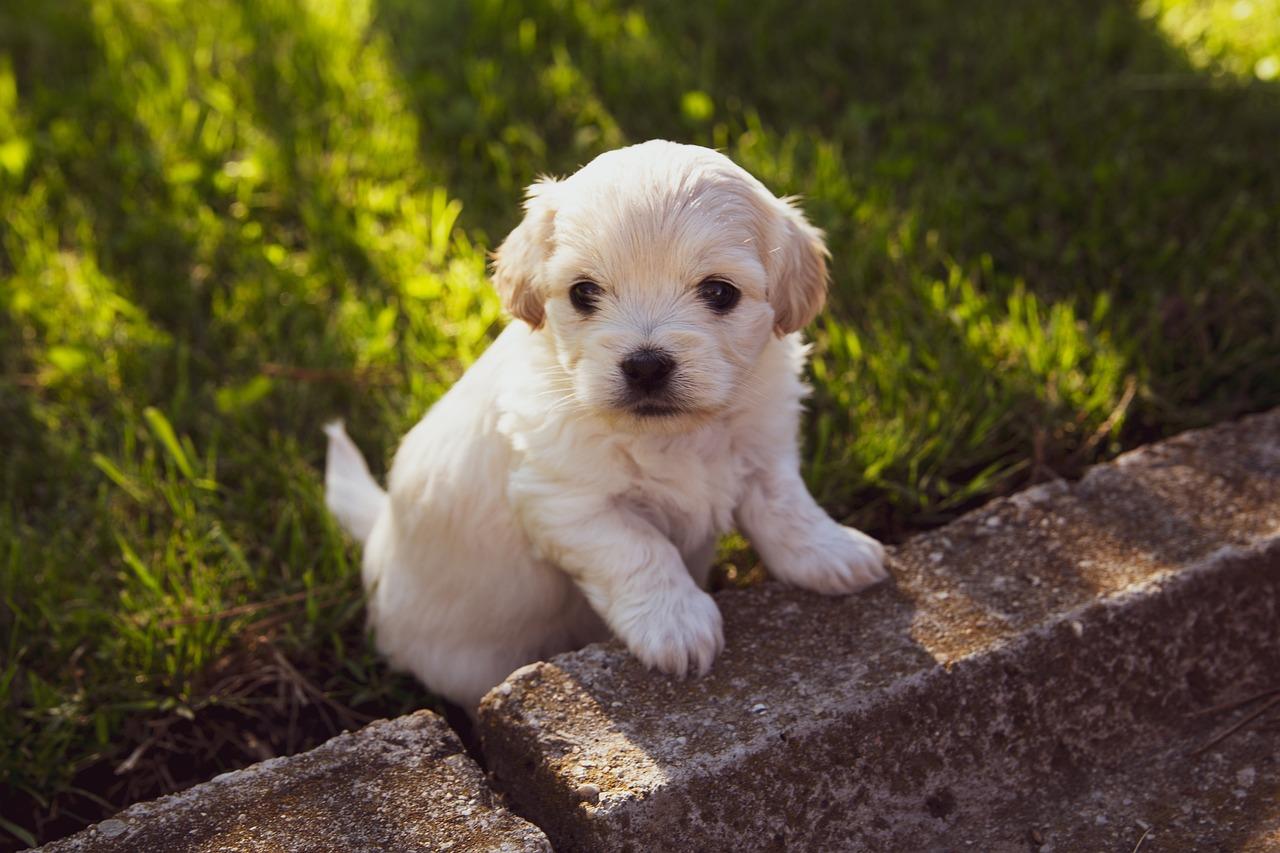 conseils-adoption-chiot
