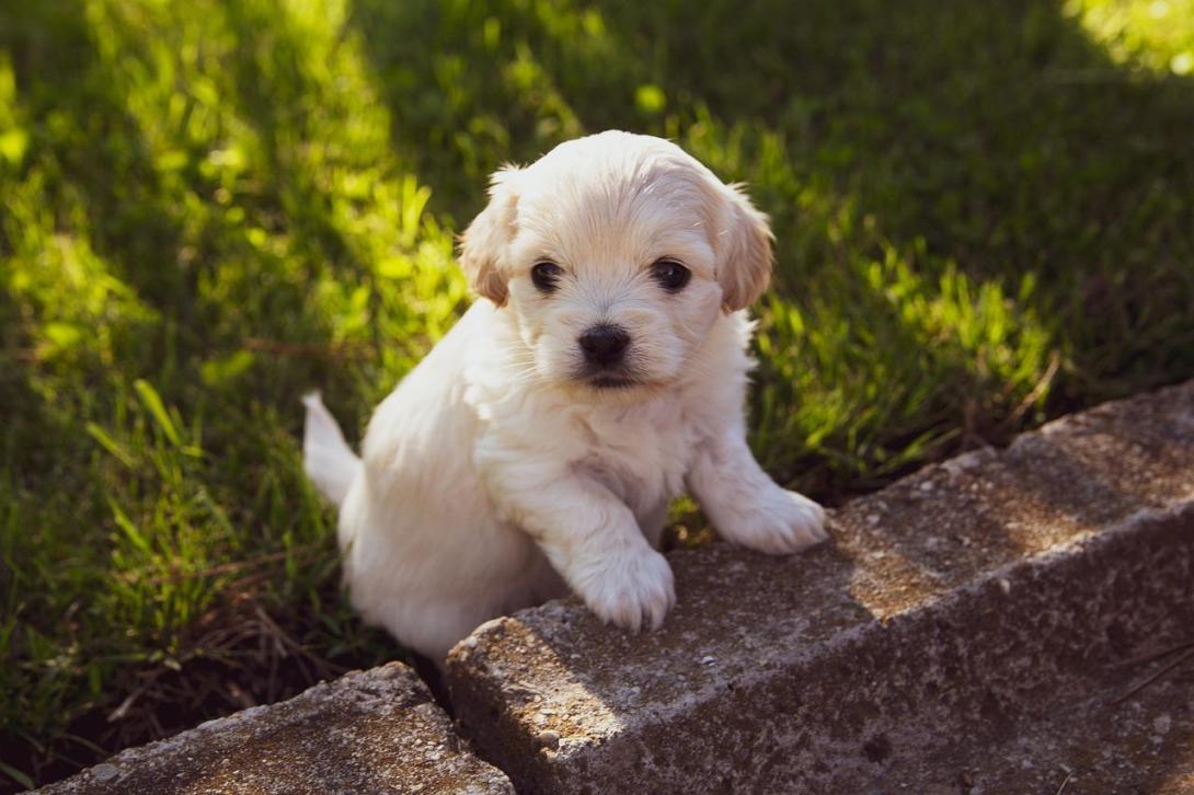 conseils-adoption-chiot