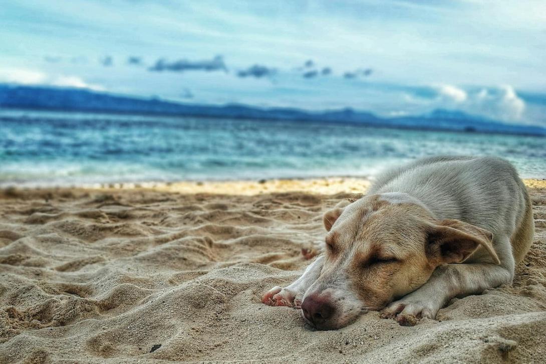 organiser-vacances-chien